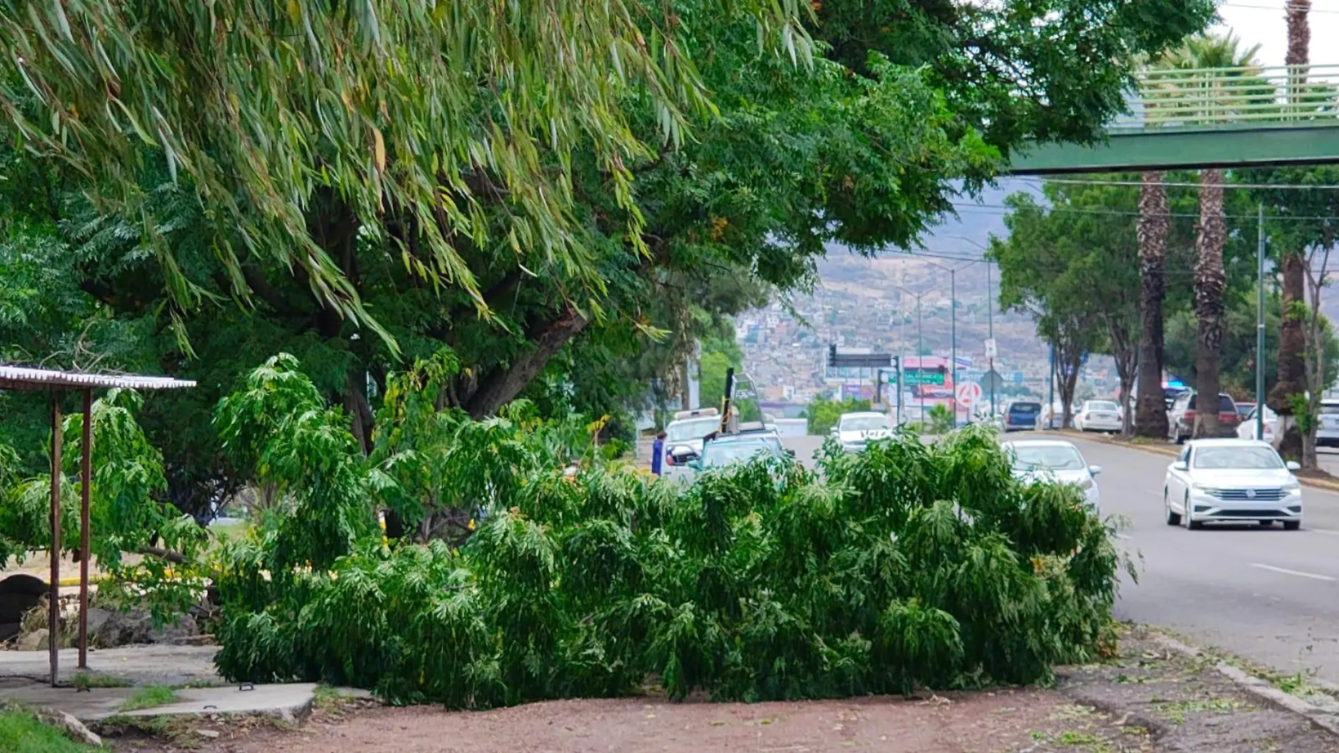 árbol caído en libramiento 1